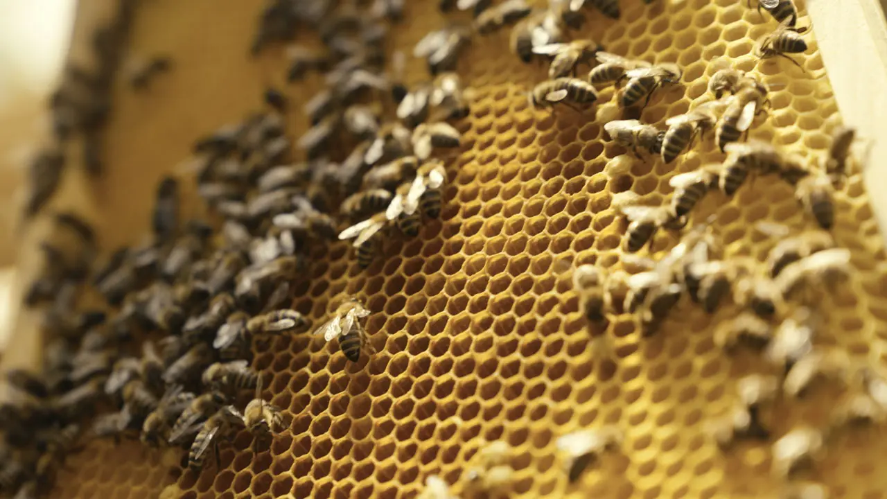 Honig von eigenen Bienen